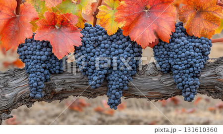 Colorful autumn vineyard scene with vibrant black grapes and red leaves. Harvest celebration, winery, agriculture concepts 131610360