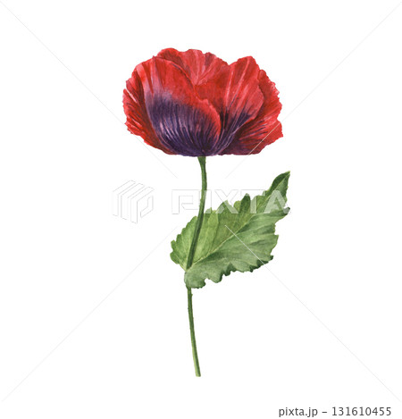 Red poppy floral botanical flowers. Isolated poppies illustration element 131610455