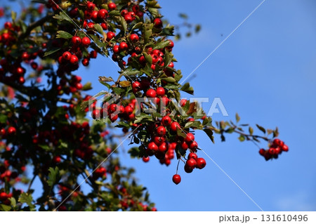 Red hawthorn berries and green leaves in a hedgerow Red hawthorn berries and green leaves in a hedgerow 131610496