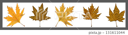 Sycamore autumn leaf collage, autumn leaf of plane tree different colors, isolated on white background Sycamore autumn leaf collage, autumn leaf of plane tree different colors, isolated on white background 131611044