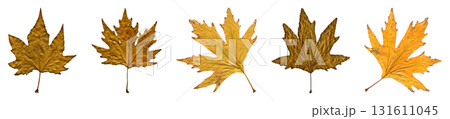 Sycamore autumn leaf collage, autumn leaf of plane tree different colors, isolated on white background Sycamore autumn leaf collage, autumn leaf of plane tree different colors, isolated on white background 131611045