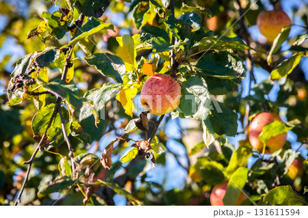 Ripe apple hanging on a tree branch surrounded by green and yellow leaves in the sunlight Ripe apple hanging on a tree branch surrounded by green and yellow leaves in the sunlight 131611594