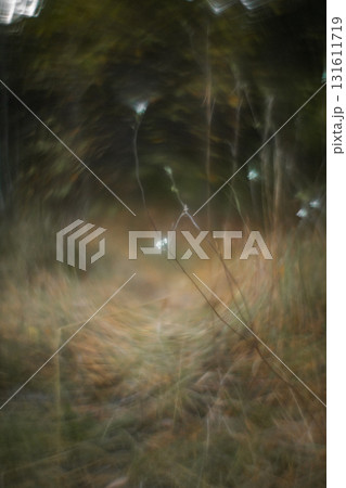 Autumn forest plants with soft focus and watercolor bokeh Autumn forest plants with soft focus and watercolor bokeh 131611719