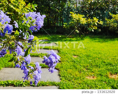 Wisteria Blossoms over Stone Garden Wisteria Blossoms over Stone Garden 131612020