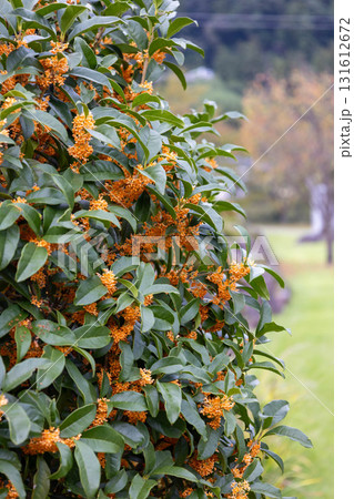 黄色いキンモクセイの花 131612672