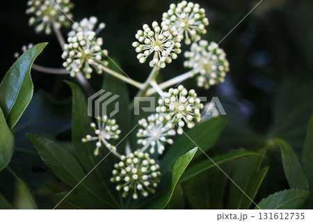 夜空に花火のように咲く、ヤツデの花 夜空に花火のように咲く、ヤツデの花 131612735