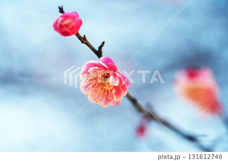 寒空に咲く梅、薄紅色で八重咲きの花 131612748