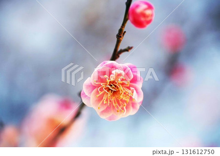 寒空に咲く梅、薄紅色で八重咲きの花 131612750