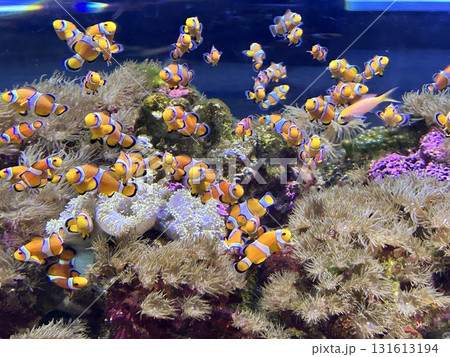 カクレクマノミのアクアリウム 131613194