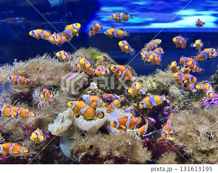 カクレクマノミのアクアリウム カクレクマノミのアクアリウム 131613195