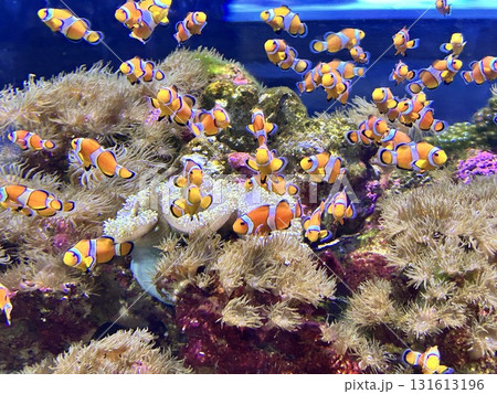 カクレクマノミのアクアリウム 131613196