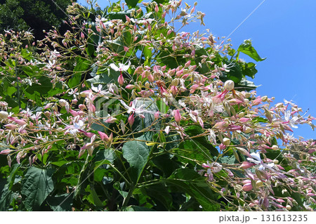 クサギの花と青空 131613235