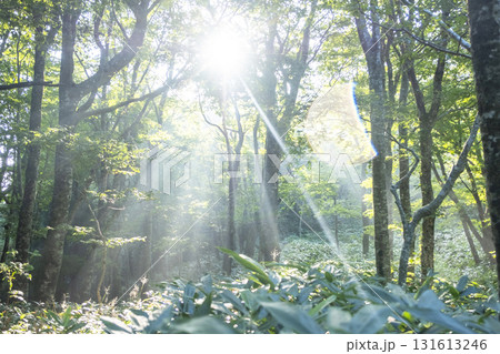 新緑の森に光芒が差し込む風景　大山鏡ヶ成 131613246