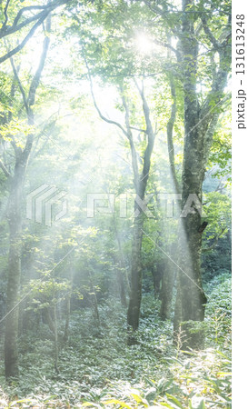 新緑の森に光芒が差し込む風景　大山鏡ヶ成 131613248