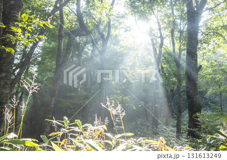 新緑の森に光芒が差し込む風景　大山鏡ヶ成 131613249