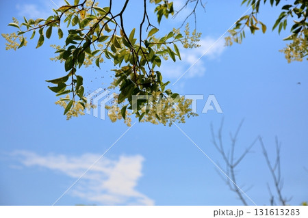 満開 爽やか ミズキの花 青空映え 満開 爽やか ミズキの花 青空映え 131613283