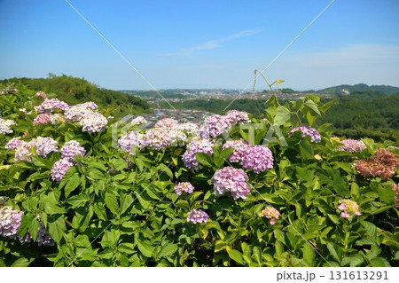 綺麗　丘のアジサイの花　 131613291