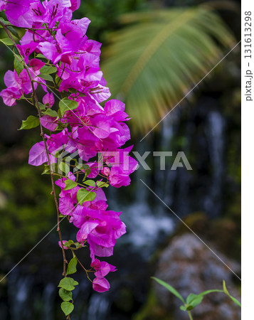 鮮やかに咲く南国の花 鮮やかに咲く南国の花 131613298