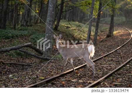 線路を歩く鹿 131613474