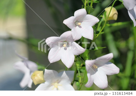 秋の七草　白色キキョウの花 131613484