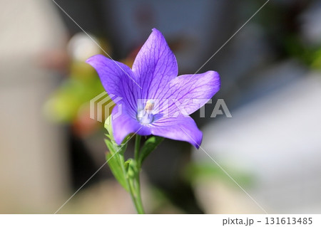 秋の七草 キキョウの花 秋の七草 キキョウの花 131613485