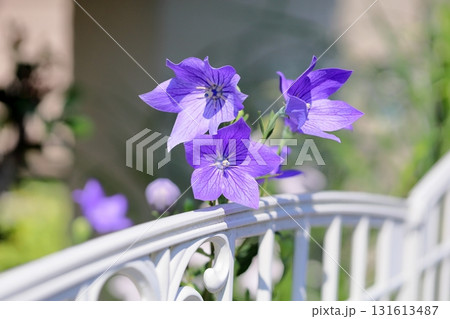 秋の七草　キキョウの花 131613487