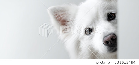 白い壁からひょっこり顔を出す白い犬のモノトーンポートレート 131613494