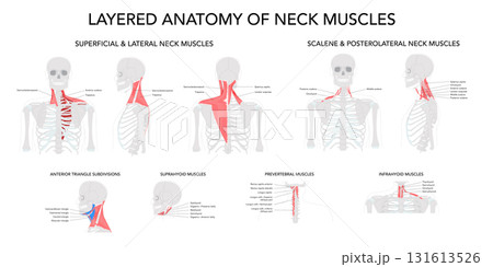 Set of Layered Anatomy of Neck Muscles - Detailed anatomical illustration showing the neck muscles organized in layers 131613526