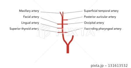Human head arteries medical diagram, external carotid system branching, labeled vessels, anatomical illustration, 131613532