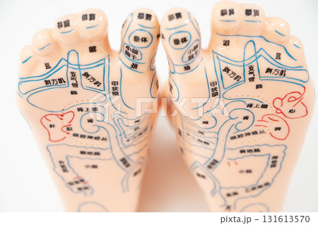 足つぼ 足裏 模型 足つぼ 足裏 模型 131613570