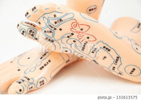 足つぼ 足裏 模型 足つぼ 足裏 模型 131613575