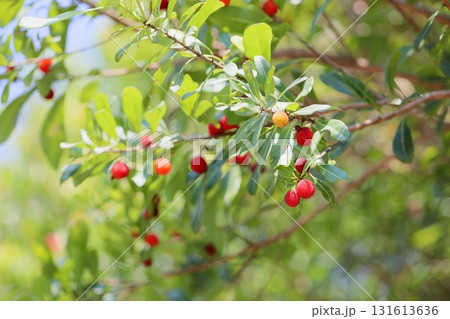 可愛い　ヤマモモの実 131613636