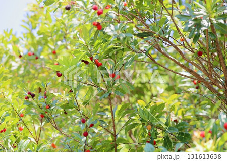 可愛い ヤマモモの実 可愛い ヤマモモの実 131613638