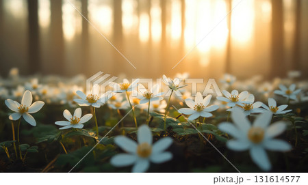 field flowers centers forest dawn closeup dusk set 131614577