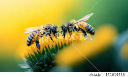 bees flower petals wings closeup shot positioned spread 131614586