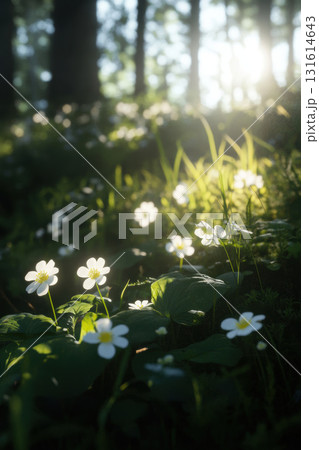 forest floor sunlight trees carpet flowers closeup green 131614643