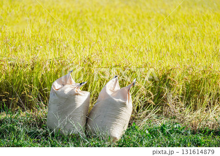 実った稲と米袋 131614879