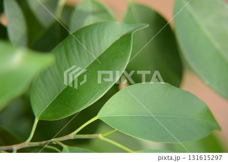 ベンジャミンの葉っぱ 131615297