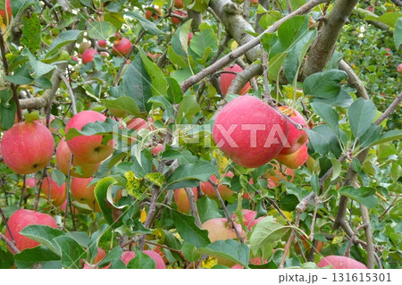 リンゴの木(青森県青森市) リンゴの木(青森県青森市) 131615301