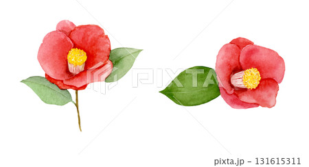 椿の水彩イラスト 131615311