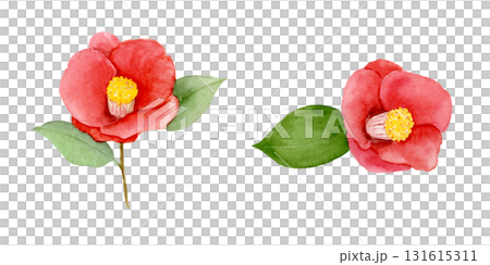椿の水彩イラスト 131615311