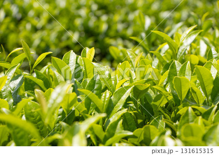 茶畑 131615315