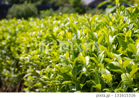 茶畑 茶畑 131615316