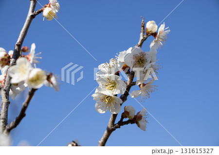 古城梅 梅の花 131615327
