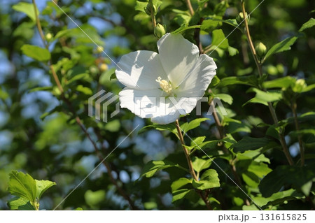 爽やか ムクゲの花 爽やか ムクゲの花 131615825