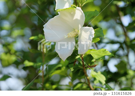 爽やか　ムクゲの花 131615826