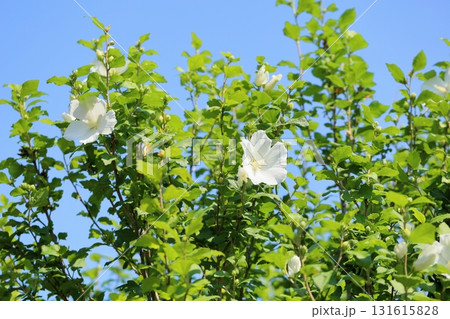 爽やか ムクゲの花 爽やか ムクゲの花 131615828
