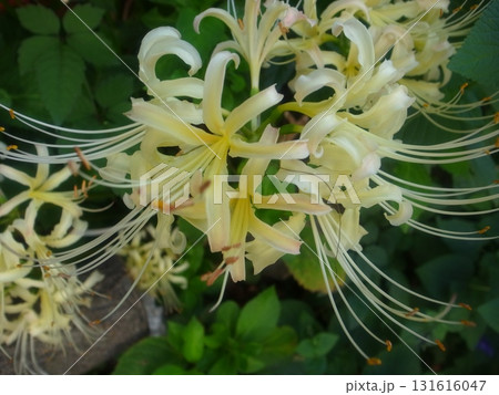 ヒガンバナ 131616047