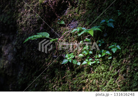 千葉県金谷鋸山日本寺参道の苔と葉 131616248