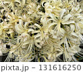 秋の花壇に咲く白いヒガンバナ、曼珠沙華 131616250
